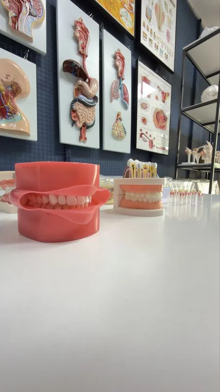 Стоматологик Тиш Моделлари ва Фантомлар Dental Model 3 Стоматологик Тиш Моделлари ва Фантомлар Dental Model 3