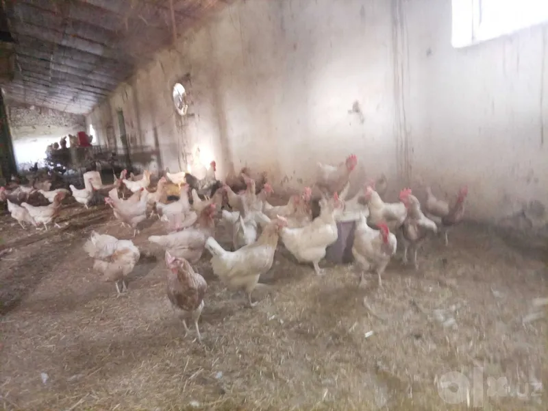 Tuxum yo'nalishidagi tovuqlar sotiladi 3 Tuxum yo'nalishidagi tovuqlar sotiladi 3