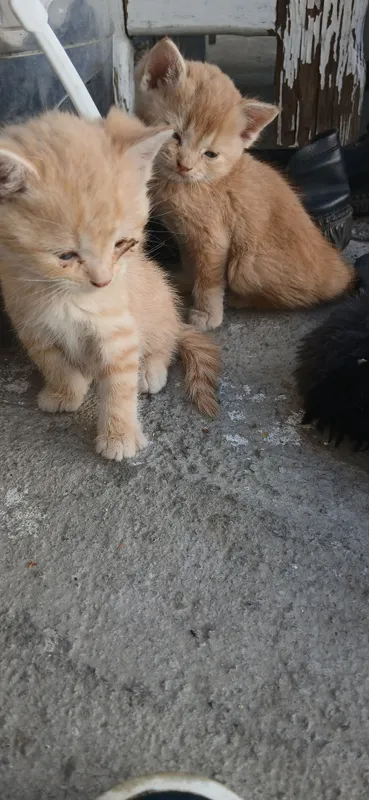 Котята бесплатно 1 Котята бесплатно 1