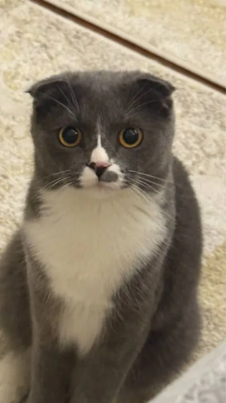 Кошка Scottish Fold (Шотланд вислоухий) 1