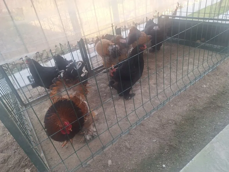 Продаются петухи брама — фото 3