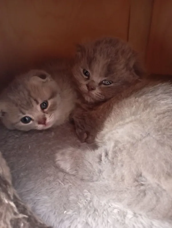 Продаются котята — фото 3