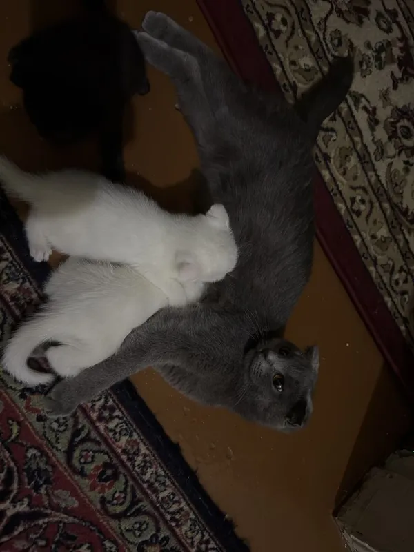 Продается котята, Бритиш скоттиш 1 Продается котята, Бритиш скоттиш 1