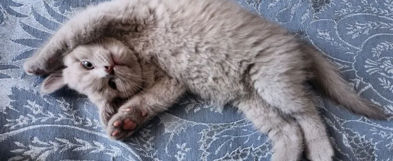 Милые котята ищут любящий дом 2 Милые котята ищут любящий дом 2