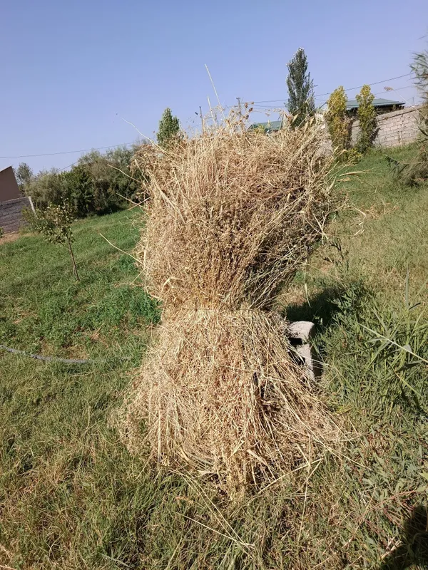 Beda srochni sotiladi 1