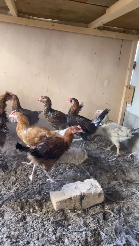 Sotiladi 4oylik xo’rozlar narxi 75ming dan 5