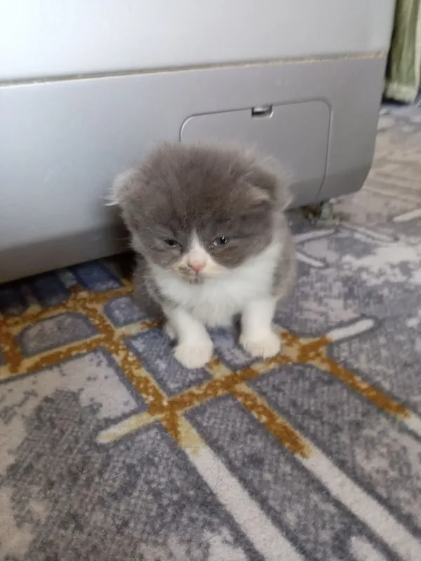 Продаются котята 8 Продаются котята 8