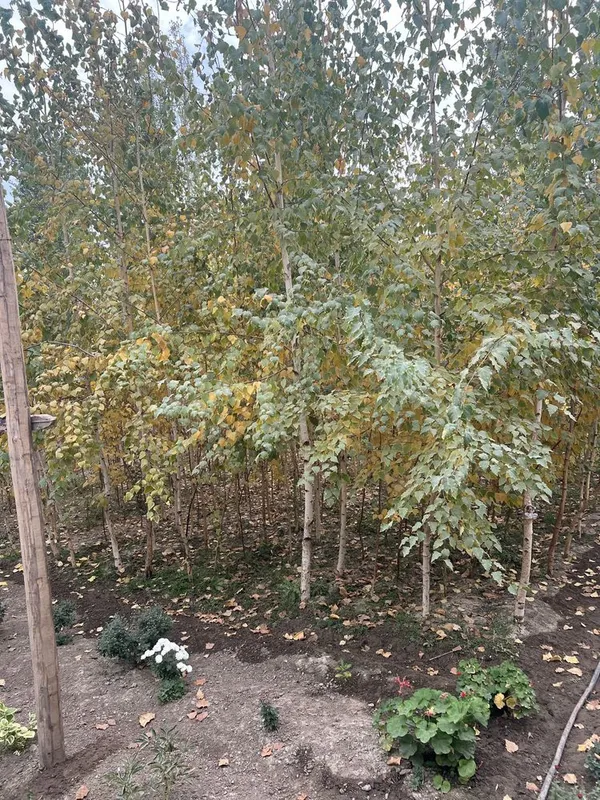 Арча ва манзарали дарахтлар берёза и голубая ель — фото 3
