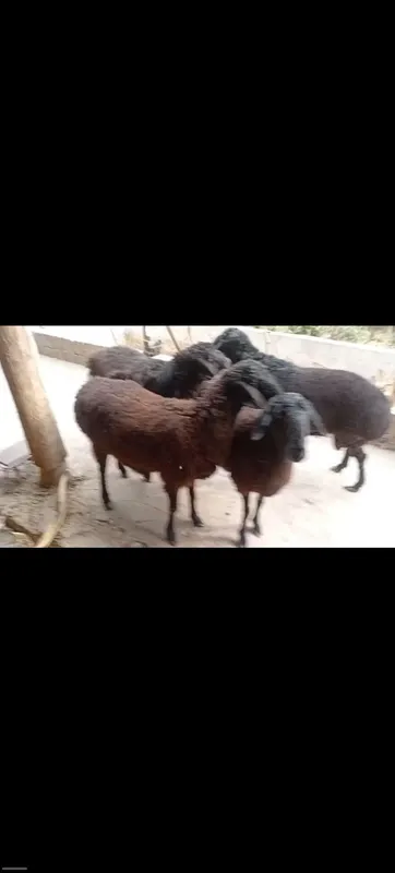 Qoylar bogoz 3ta sovlig 1ta qochqor — фото 4