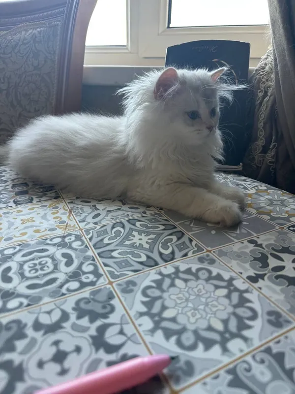 Продаётся чистокровный шотландский котёнок — фото 2