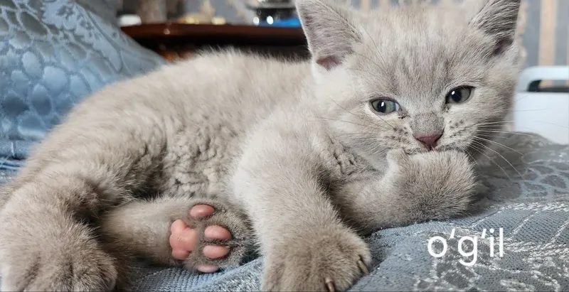 Милые котята ищут любящий дом 3 Милые котята ищут любящий дом 3