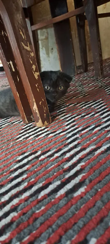 Mushuk bola zoti toza 2 Mushuk bola zoti toza 2