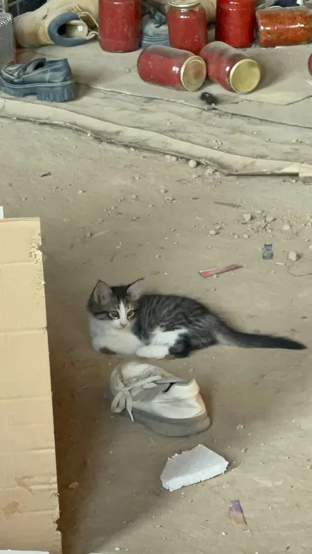 котята даром в добрые руки — фото 3