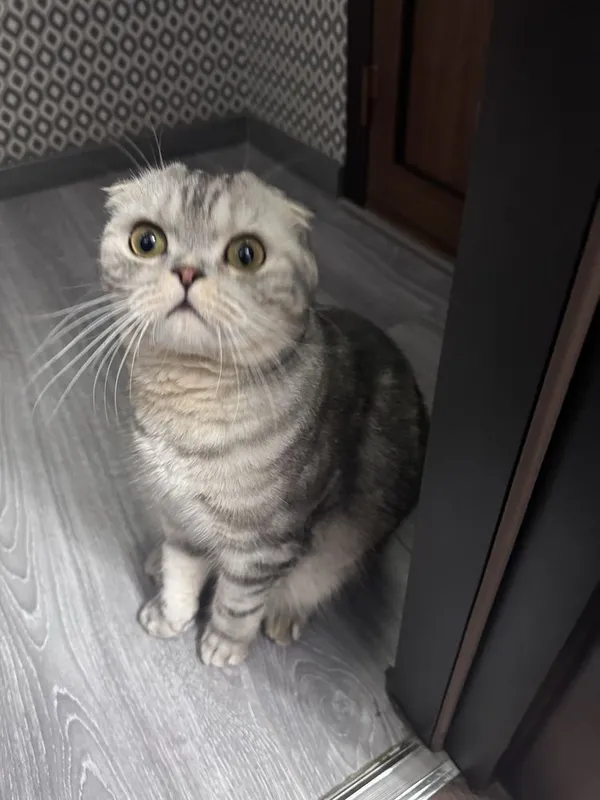 Mushuk Scottish fold 2 Mushuk Scottish fold 2