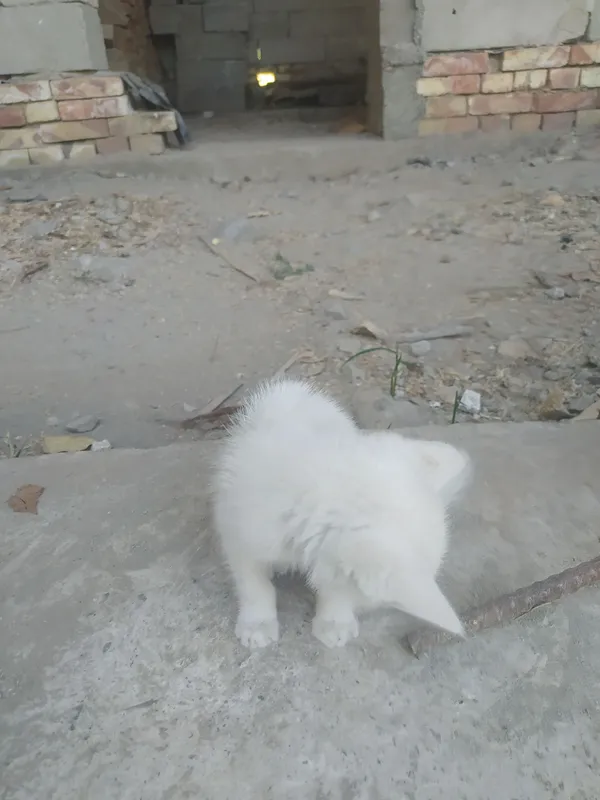 Котёнок 2 Котёнок 2