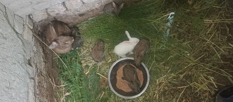 Ona quyon 10 bolalari bilan