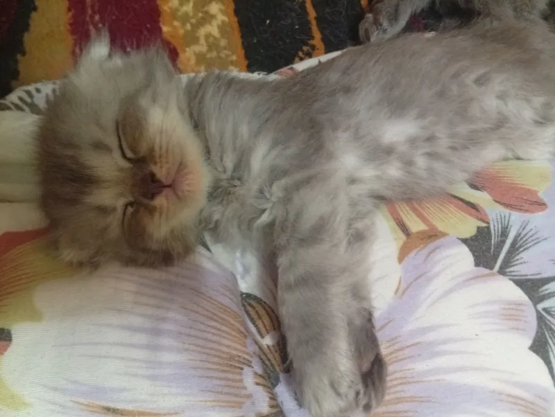 Scottish Fold— qulogi oldinga qayrilgan mushuk — фото 2