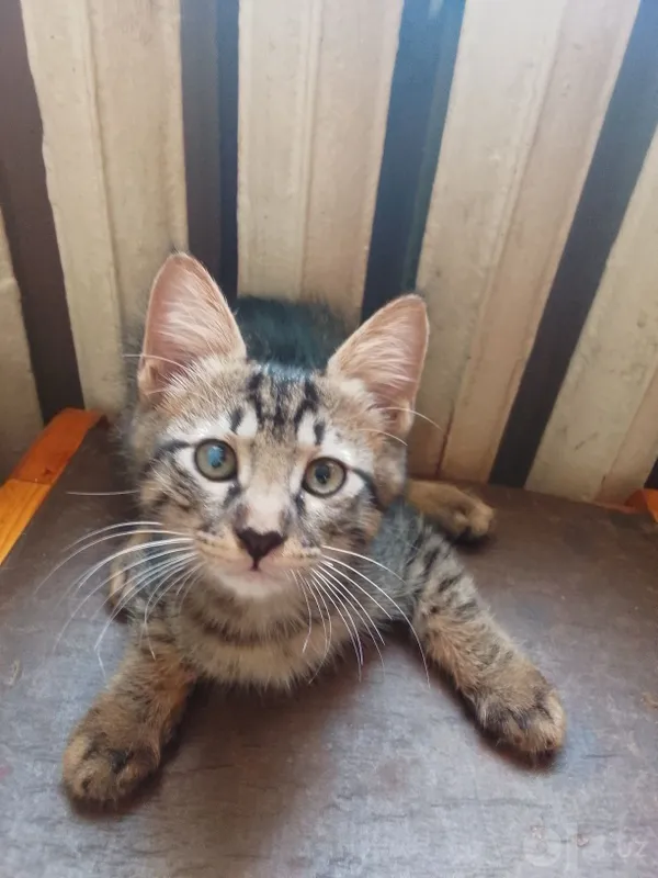 Домашние чистые котята, 2 месяца. 5 Домашние чистые котята, 2 месяца. 5