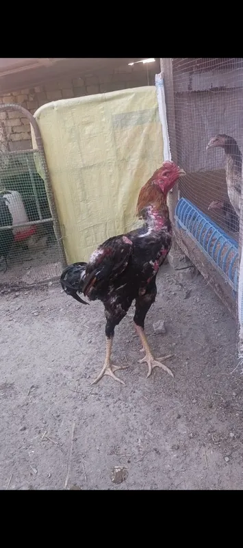 Корейский Шамо дакан жужалар сотувда! 1 Корейский Шамо дакан жужалар сотувда! 1