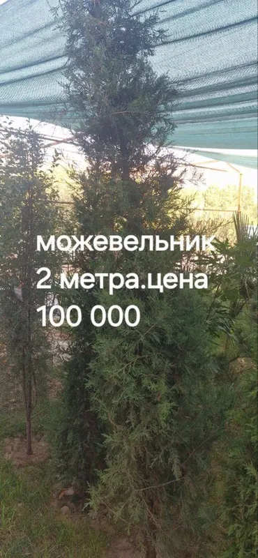 Можевельник дарахт сотилвотти