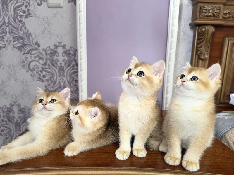 Shinshilla шиншилла mushuk — фото 5