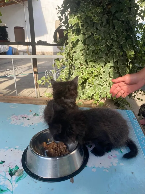 Котята а добрые руки — фото 1