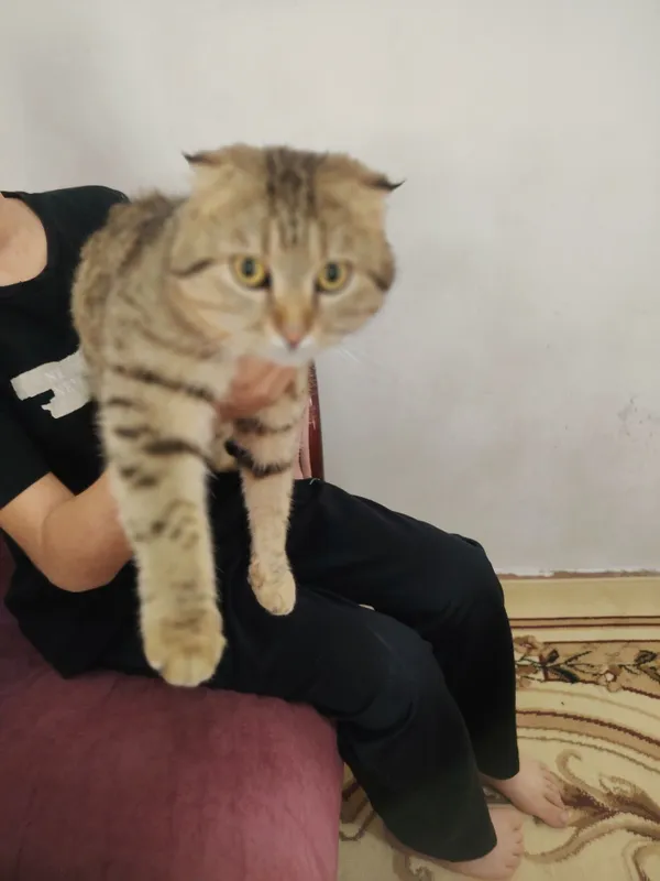 Кот скотиш продаётся в харошие руки — фото 4