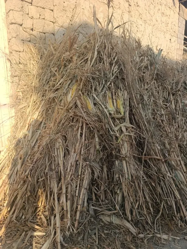 Makkayi poya va silos sotiladi 1 Makkayi poya va silos sotiladi 1
