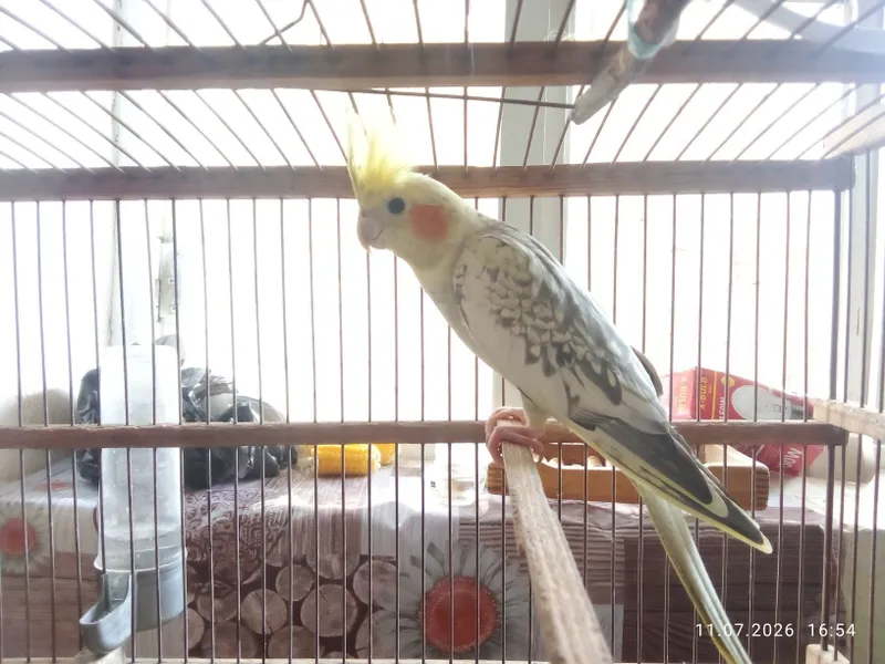Papugay sotiladi 3 Papugay sotiladi 3