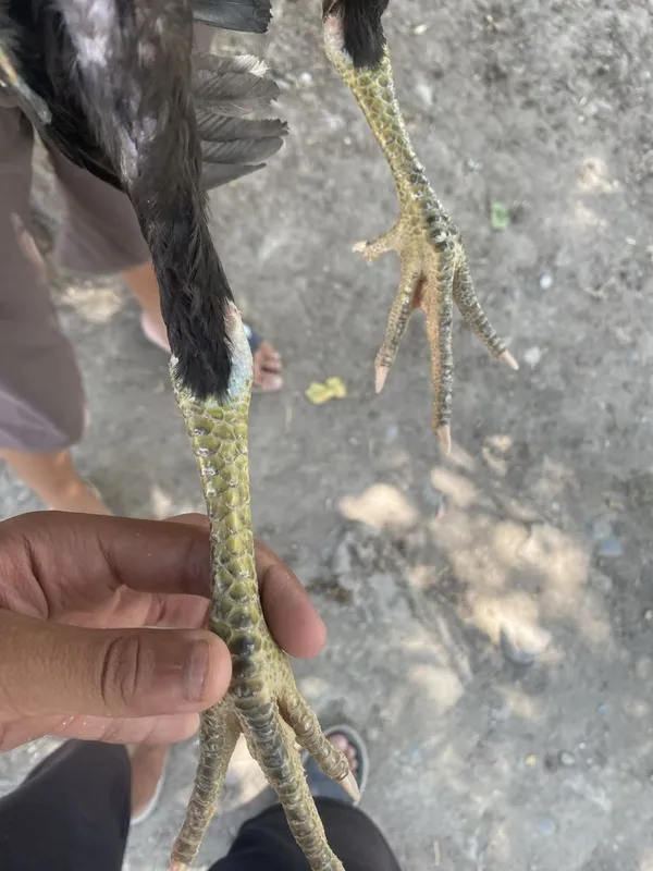 Kulangi juja sotiladi 2 Kulangi juja sotiladi 2