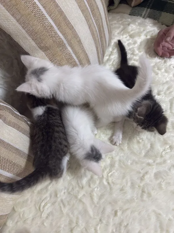 Котят даром. В добрые руки 2 Котят даром. В добрые руки 2