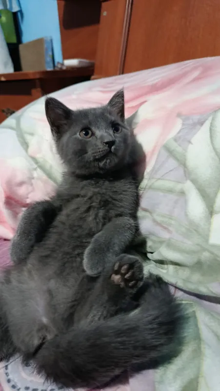 Отдам котят бесплатно 4
