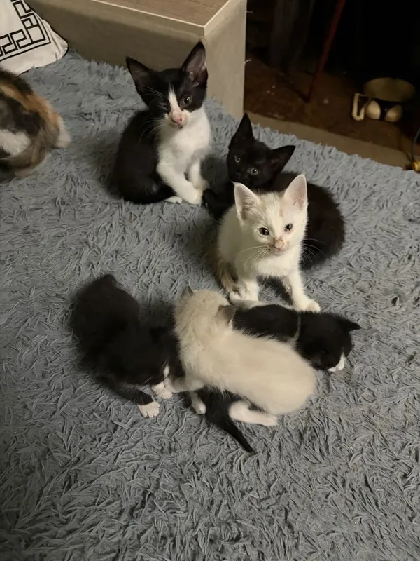 Котята в добрые руки — фото 2