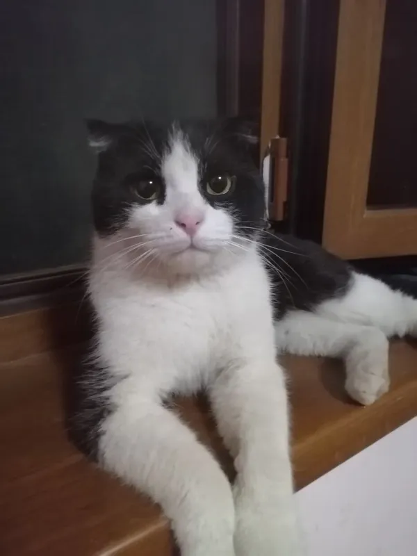 кот