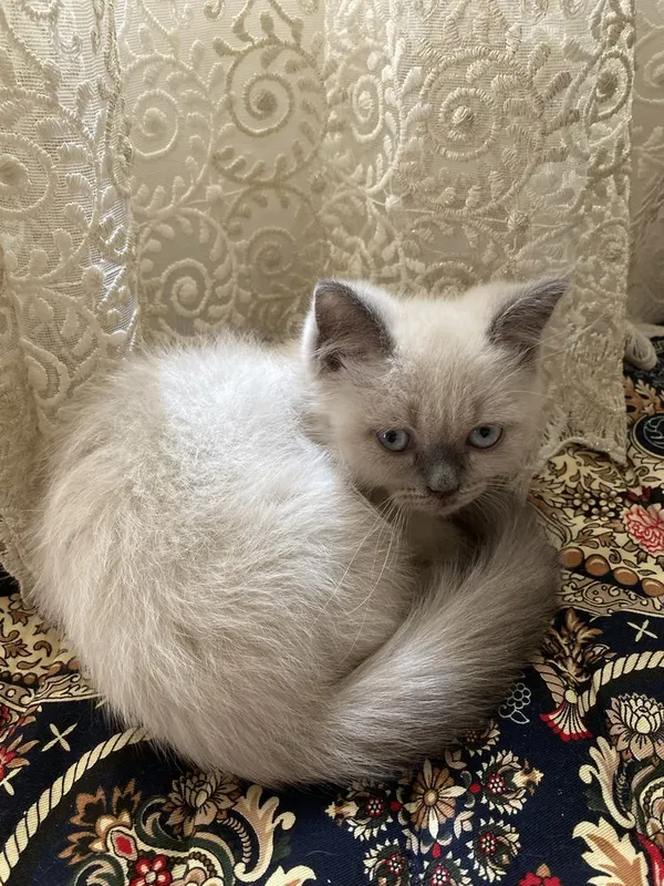 Mushuk sotiladi juda kamyob zot yoshi: 1 oylik (Siamese cat) zod 1 Mushuk sotiladi juda kamyob zot yoshi: 1 oylik (Siamese cat) zod 1