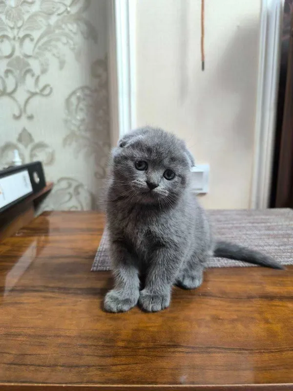 scottish fold (мушуги) scottish fold (мушуги)