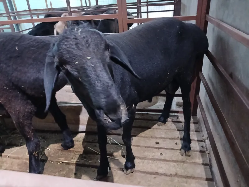 Qõchqorlar sotiladi kg 95