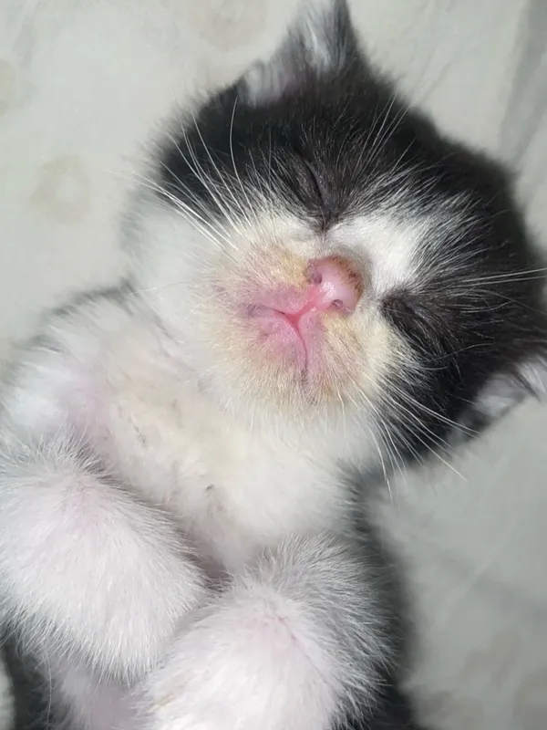 Котёнок