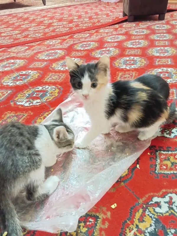 Chiroyli mushuklar bor zotdor emas 3 Chiroyli mushuklar bor zotdor emas 3