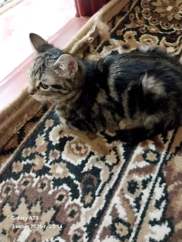 Отдам домашних котят в заботливые руки