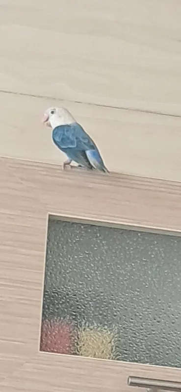 Lovebird nar zotdor 3