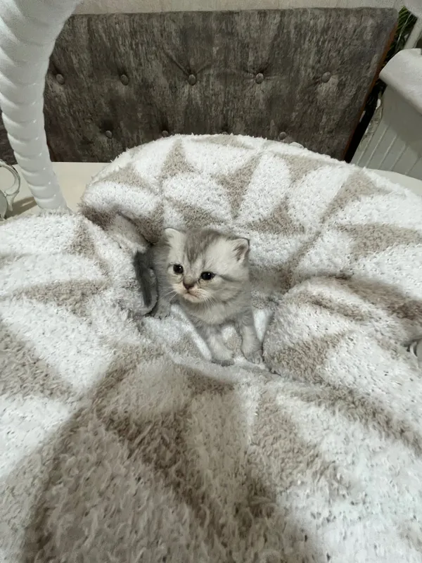 Продаются чистокровные котята . Серебристая шиншилла 2 Продаются чистокровные котята . Серебристая шиншилла 2