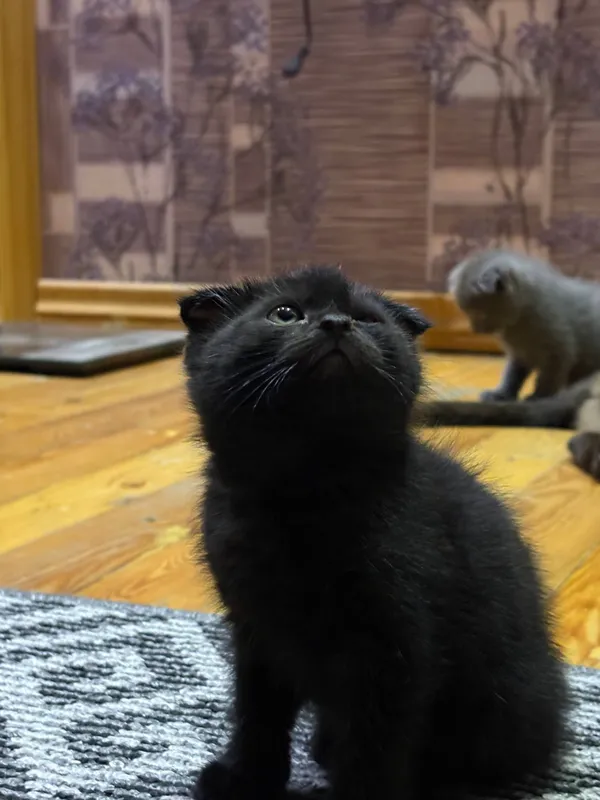 продается котята от правильной вязки — фото 2