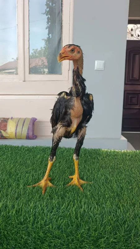 Dakan jojala sotiladi 4 Dakan jojala sotiladi 4