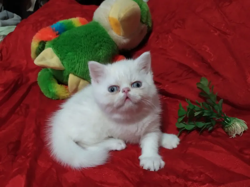 Продам котят породы экзот