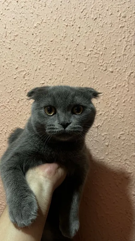 Шодландская вислоухая кошка (Scottish Fold) — фото 2