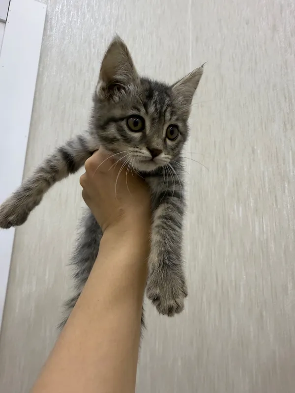 Продаётся котёнок, только в добрые и ответственные руки.