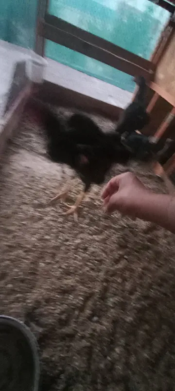 7oyli joja xoroz 7