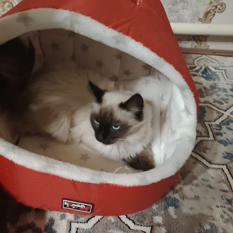 Продаётся кот Сиймский — фото 1