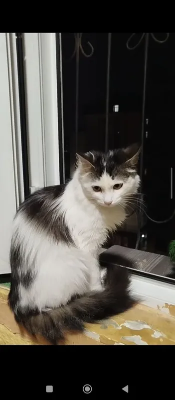 Котик, возраст 11 мес., кастрирован, к лотку приучен. — фото 7